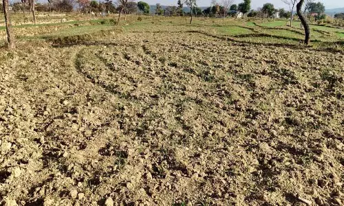 Kangra में लंबे समय तक सूखे से गेहूं के किसान चिंतित हैं Kangra में लंबे समय तक सूखे से गेहूं के किसान चिंतित हैं