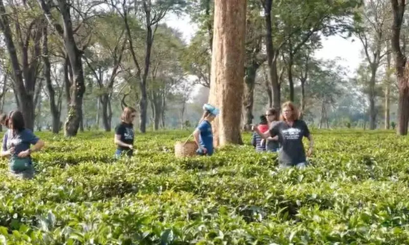 दुनिया की नज़रें असम की चाय पर; विदेशी पर्यटक मानस नेशनल पार्क में पत्तियां तोड़ रहे हैं