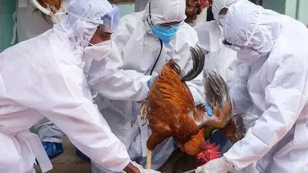 kerala के दो जिलों में बर्ड फ्लू; बत्तखों और मुर्गियों को बड़े पैमाने पर मारा जाएगा