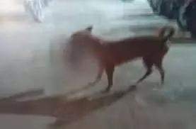 Shimla: कुत्ते के मुंह में मिला नवजात का शव,फैली सनसनी Shimla: कुत्ते के मुंह में मिला नवजात का शव,फैली सनसनी