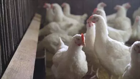 जापान: क्योटो में फैला बर्ड फ्लू, सीजन में इस तरह का 9वां मामला जापान: क्योटो में फैला बर्ड फ्लू, सीजन में इस तरह का 9वां मामला
