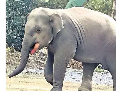 Odisha: संदिग्ध धमाके में हाथी की मौत; जांच शुरू Odisha: संदिग्ध धमाके में हाथी की मौत; जांच शुरू