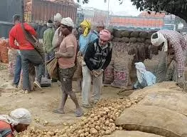 Farrukhabad: सातनपुर में आलू के कारण सड़क पर अफरा-तफरी Farrukhabad: सातनपुर में आलू के कारण सड़क पर अफरा-तफरी