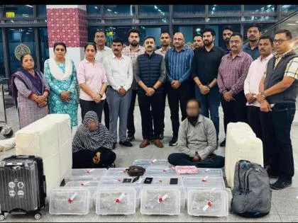 Surat एयरपोर्ट: एक कपल से 6.18 करोड़ रुपये की हाइड्रोपोनिक गांजा ज़ब्त की गई Surat एयरपोर्ट: एक कपल से 6.18 करोड़ रुपये की हाइड्रोपोनिक गांजा ज़ब्त की गई