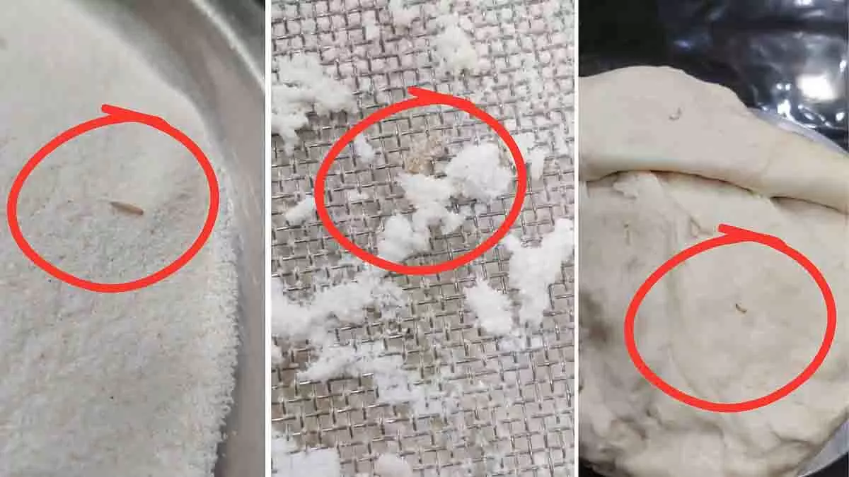 Gwalior में सूजी और मैदा के पैकेट में कीड़े रेंगते हुए पाए गए Gwalior में सूजी और मैदा के पैकेट में कीड़े रेंगते हुए पाए गए