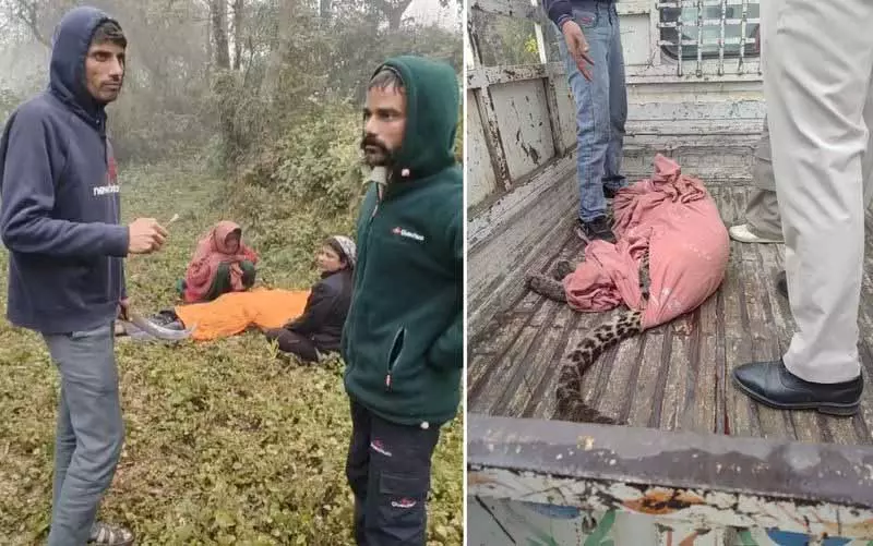 Mandi में तेंदुए के हमले में एक व्यक्ति की मौत, 5 घायल Mandi में तेंदुए के हमले में एक व्यक्ति की मौत, 5 घायल