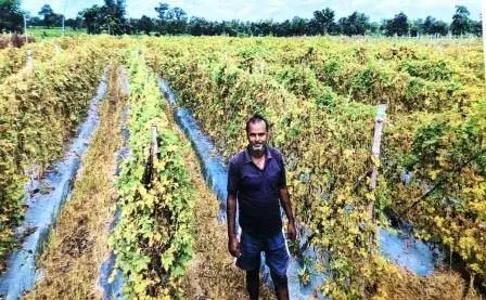 राष्ट्रीय बागवानी मिशन ने बदली कृषक दशरथ पटेल की आर्थिक तस्वीर राष्ट्रीय बागवानी मिशन ने बदली कृषक दशरथ पटेल की आर्थिक तस्वीर