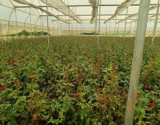 छत्तीसगढ़ में पुष्प खेती से बदल रही किसानों की तकदीर छत्तीसगढ़ में पुष्प खेती से बदल रही किसानों की तकदीर