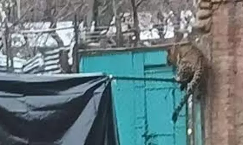 Jammu-Kashmir: CRPF कैंप में घुस गया तेंदुआ, जवान को काटकर किया घायल Jammu-Kashmir: CRPF कैंप में घुस गया तेंदुआ, जवान को काटकर किया घायल