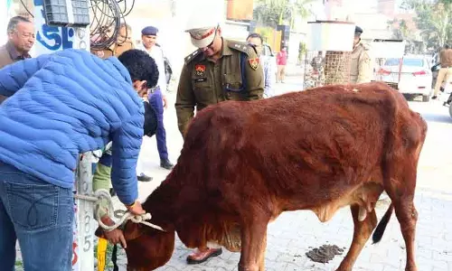 Sirsa में कोहरे के चलते पुलिस ने आवारा जानवरों पर रिफ्लेक्टिव टेप लगाया