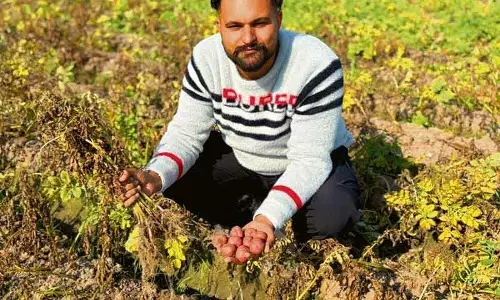 Kurukshetra और Ambala के आलू किसानों को कम कीमतें और फंगल बीमारी की चिंता
