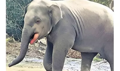 Odisha: संदिग्ध धमाके में हाथी की मौत; जांच शुरू