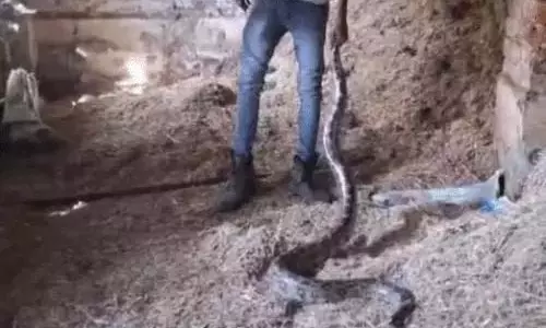 पैरा-भूसा से 7 फीट अजगर का रेस्क्यू, चूहा को बना रहा था निवाला