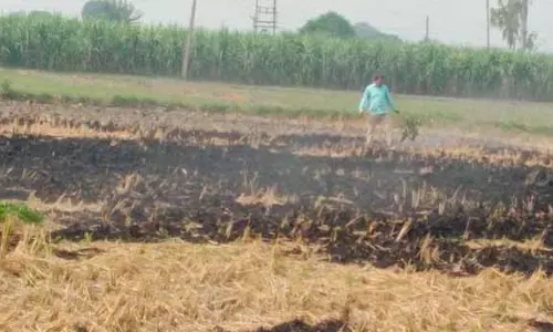 इस साल Punjab में खेतों में आग लगने की घटनाओं में 53% की कमी आई