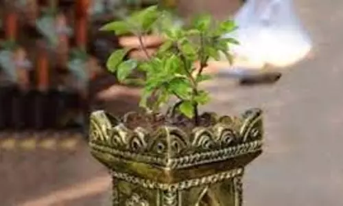 Tulsi Pujan Diwas 2025: क्रिसमस के दिन 25 दिसंबर को तुलसी पूजा क्यों की जाती है, कब हुई इसकी शुरुआत