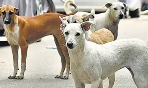 कॉलेज के श्वानों की निगरानी करने प्रोफेसरों की टीम तैयार कॉलेज के श्वानों की निगरानी करने प्रोफेसरों की टीम तैयार