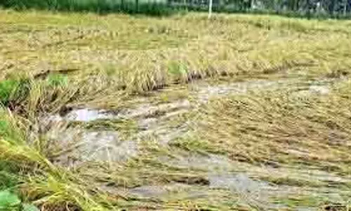 Tamil Nadu सरकार ने किसानों के लिए ₹289.63 करोड़ फसल राहत आवंटित किए