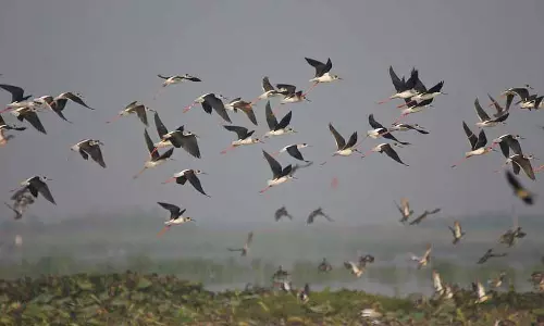 Tamil Nadu: 27 दिसंबर से एक साथ पक्षियों की जनगणना शुरू होगी, वॉलंटियर्स को आमंत्रित किया