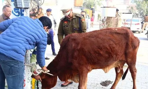 Sirsa में कोहरे के चलते पुलिस ने आवारा जानवरों पर रिफ्लेक्टिव टेप लगाया