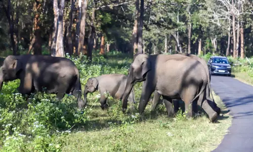 Jharkhand: हाथियों की आवाजाही के कारण 18 लोकल ट्रेनें रद्द, सड़क यातायात बाधित Jharkhand: हाथियों की आवाजाही के कारण 18 लोकल ट्रेनें रद्द, सड़क यातायात बाधित