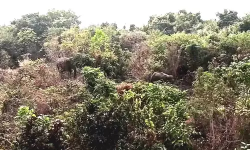 Bhubaneswar के शिखरचंडी जंगल में 4 जंगली हाथी देखे गए Bhubaneswar के शिखरचंडी जंगल में 4 जंगली हाथी देखे गए