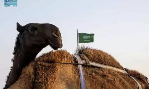 ऊंटों की प्राचीन नस्लों का गढ़ है Najran: अवारिक नस्ल ने बटोरीं सुर्खियां