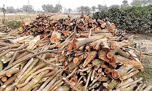 विकास के नाम पर पेड़ काटने के लिए तृणमूल-संचालित Gram Panchayat पर आरोप विकास के नाम पर पेड़ काटने के लिए तृणमूल-संचालित Gram Panchayat पर आरोप