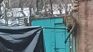 Jammu-Kashmir: CRPF कैंप में घुस गया तेंदुआ, जवान को काटकर किया घायल Jammu-Kashmir: CRPF कैंप में घुस गया तेंदुआ, जवान को काटकर किया घायल