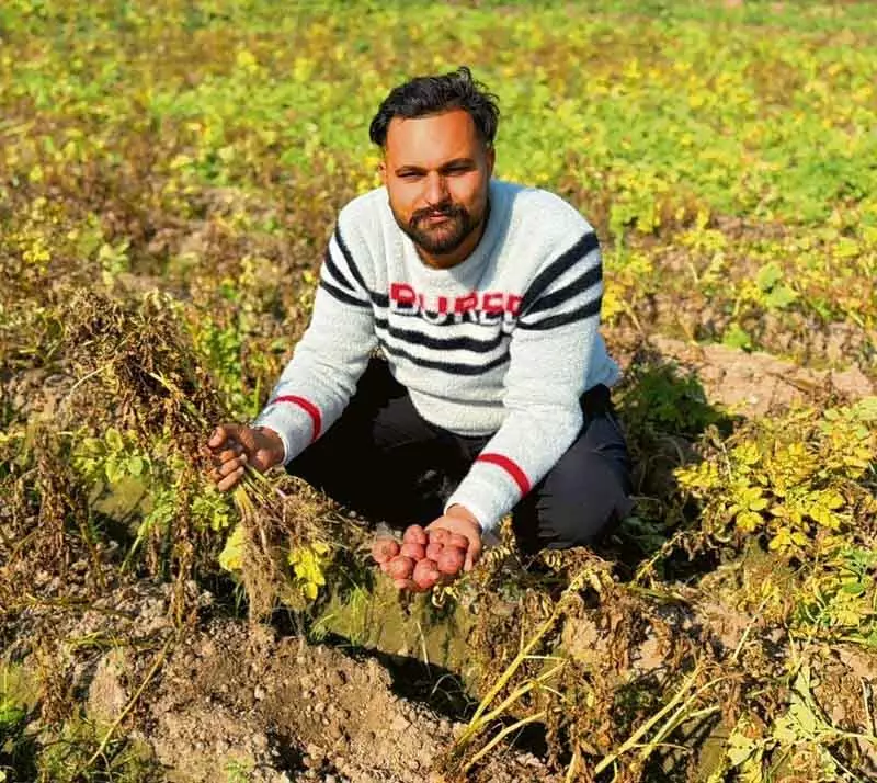Kurukshetra और Ambala के आलू किसानों को कम कीमतें और फंगल बीमारी की चिंता Kurukshetra और Ambala के आलू किसानों को कम कीमतें और फंगल बीमारी की चिंता