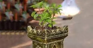 Tulsi Pujan Diwas 2025: क्रिसमस के दिन 25 दिसंबर को तुलसी पूजा क्यों की जाती है, कब हुई इसकी शुरुआत Tulsi Pujan Diwas 2025: क्रिसमस के दिन 25 दिसंबर को तुलसी पूजा क्यों की जाती है, कब हुई इसकी शुरुआत