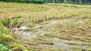 Tamil Nadu सरकार ने किसानों के लिए ₹289.63 करोड़ फसल राहत आवंटित किए Tamil Nadu सरकार ने किसानों के लिए ₹289.63 करोड़ फसल राहत आवंटित किए