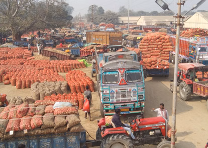 Farrukhabad: मंडी रोड पर जाम, सातनपुर मंडी में आलू की भारी आवक Farrukhabad: मंडी रोड पर जाम, सातनपुर मंडी में आलू की भारी आवक