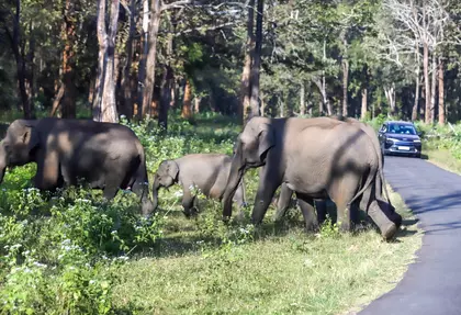 Jharkhand: हाथियों की आवाजाही के कारण 18 लोकल ट्रेनें रद्द, सड़क यातायात बाधित Jharkhand: हाथियों की आवाजाही के कारण 18 लोकल ट्रेनें रद्द, सड़क यातायात बाधित