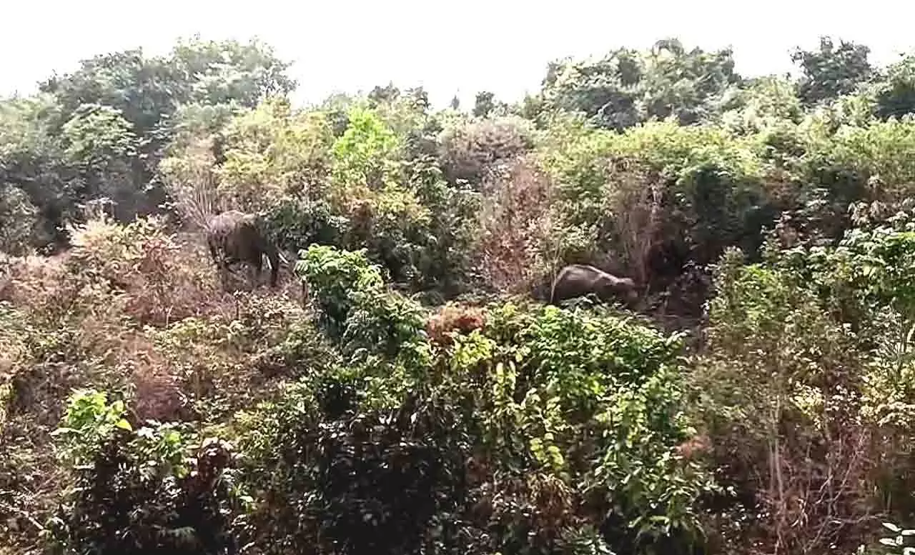 Bhubaneswar के शिखरचंडी जंगल में 4 जंगली हाथी देखे गए Bhubaneswar के शिखरचंडी जंगल में 4 जंगली हाथी देखे गए