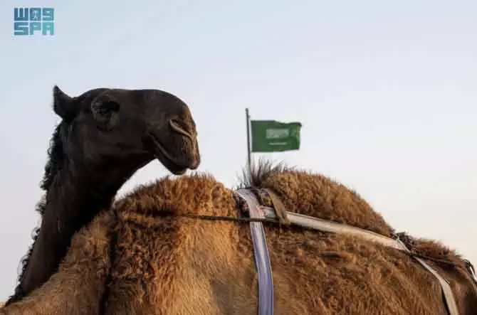 ऊंटों की प्राचीन नस्लों का गढ़ है Najran: अवारिक नस्ल ने बटोरीं सुर्खियां ऊंटों की प्राचीन नस्लों का गढ़ है Najran: अवारिक नस्ल ने बटोरीं सुर्खियां