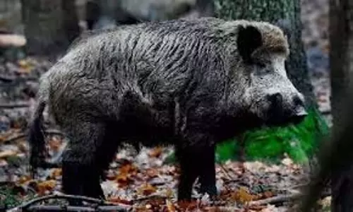 Badaun: गांव में पहुंची वन विभाग की रेस्क्यू टीम पर जंगली सुअर ने किया हमला Badaun: गांव में पहुंची वन विभाग की रेस्क्यू टीम पर जंगली सुअर ने किया हमला