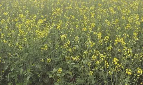 Ambala और Kurukshetra में तिलहन खेती को मिला बढ़ावा