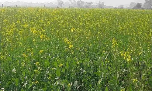 Uttar Pradesh: कड़ाके की ठंड और कोहरे ने बढ़ाई किसानों की चिंता, फसलें हो रही प्रभावित