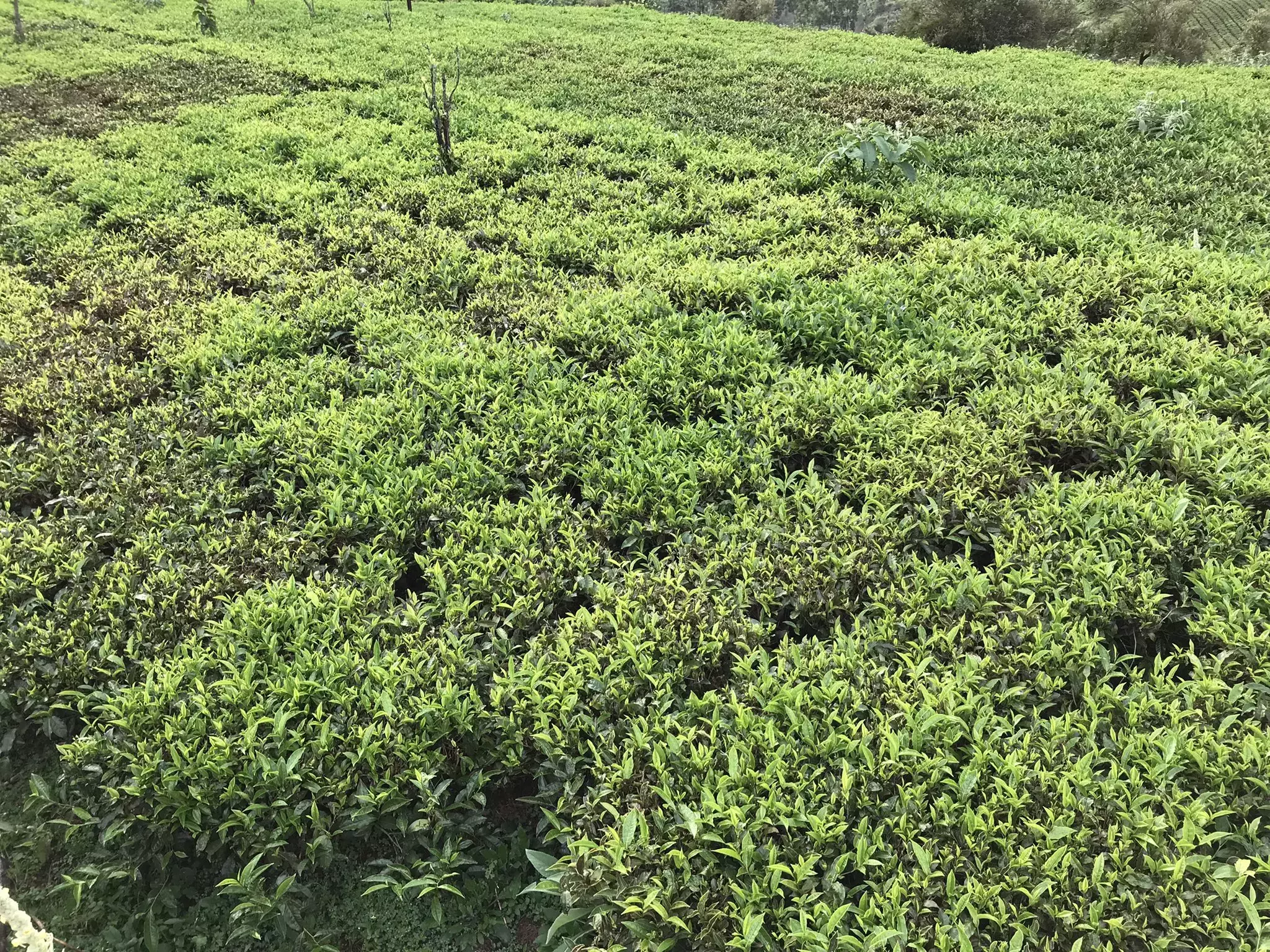 Nilgiris के चाय उत्पादकों ने वाजपेयी को स्नेह से याद किया Nilgiris के चाय उत्पादकों ने वाजपेयी को स्नेह से याद किया