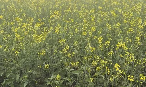 Haryana : अलावा दूसरी फसलों की ओर रुख करने से तिलहन की खेती को बढ़ावा मिला
