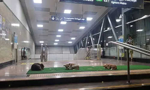 Chennai: मेट्रो स्टेशनों पर आवारा कुत्तों का खतरा, जनता की सुरक्षा को लेकर चिंता बढ़ी Chennai: मेट्रो स्टेशनों पर आवारा कुत्तों का खतरा, जनता की सुरक्षा को लेकर चिंता बढ़ी