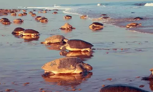 Odisha: कछुओं की सैटेलाइट टैगिंग फिर से शुरू की गई