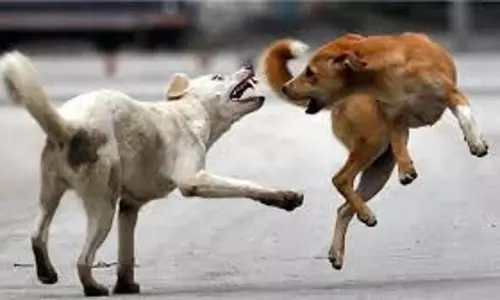 Bareilly: आवारा कुत्तों से सुरक्षा के लिए स्कूल प्रशासन को अलर्ट Bareilly: आवारा कुत्तों से सुरक्षा के लिए स्कूल प्रशासन को अलर्ट