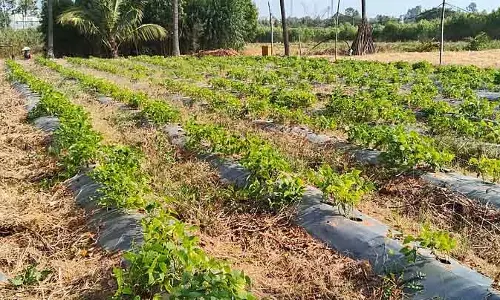 Malur : बोरवेल के लिए औद्योगिक रासायनिक कचरा Malur : बोरवेल के लिए औद्योगिक रासायनिक कचरा