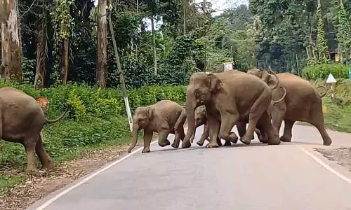 Bangarpet : जंगली हाथियों का झुंड फिर से दिखा, किसान चिंतित Bangarpet : जंगली हाथियों का झुंड फिर से दिखा, किसान चिंतित