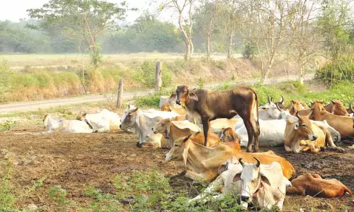 Ludhiana: दूध की कीमतों में कमी को लेकर डेयरी किसानों ने सीएम को पत्र लिखा