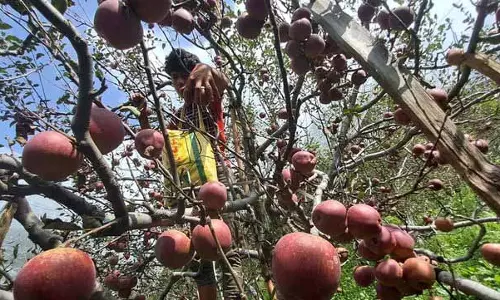 आयात शुल्क में कटौती सेब उत्पादकों के साथ धोखा है: Minister