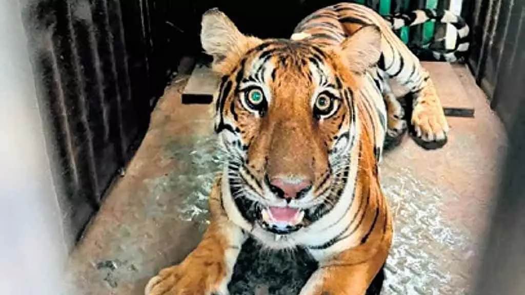 Chamarajanagar : देपापुर में बाघ जाल में फंसा, गांववालों ने राहत की सांस ली Chamarajanagar : देपापुर में बाघ जाल में फंसा, गांववालों ने राहत की सांस ली