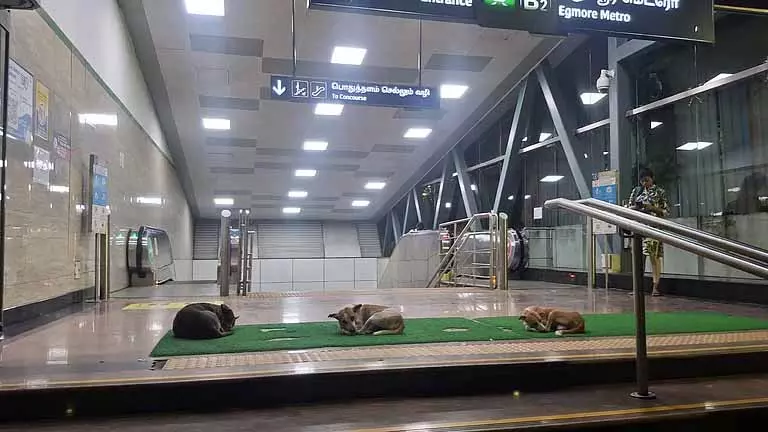 Chennai: मेट्रो स्टेशनों पर आवारा कुत्तों का खतरा, जनता की सुरक्षा को लेकर चिंता बढ़ी Chennai: मेट्रो स्टेशनों पर आवारा कुत्तों का खतरा, जनता की सुरक्षा को लेकर चिंता बढ़ी