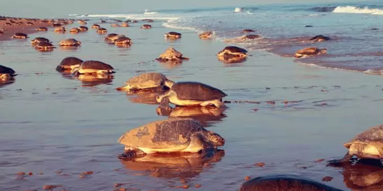 Odisha: कछुओं की सैटेलाइट टैगिंग फिर से शुरू की गई Odisha: कछुओं की सैटेलाइट टैगिंग फिर से शुरू की गई